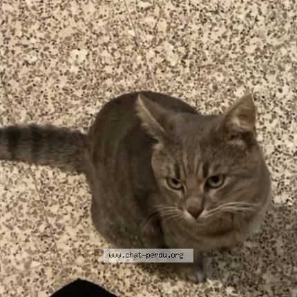 Foto 1/1 ka&iuml; Chat perdido en Roubaix