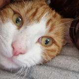 Foto del gato perdido en Abbevillers