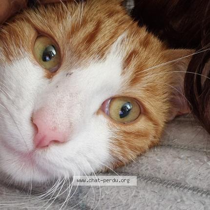 Foto 1/1 Yoyo Chat perdido en Abbevillers