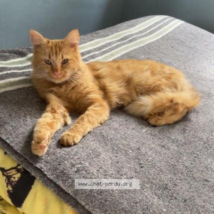 Foto 1/1 Gato encontrado Perdido en Orsay