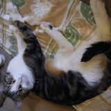 Foto del gato perdido en Amberieu En Bugey