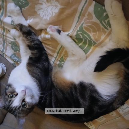 Foto 1/1 Minou Chat perdido en Amberieu en bugey