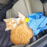 Foto del gato perdido en Marsas