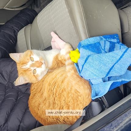 Foto 1/1 Jumbo Chat perdido en Marsas