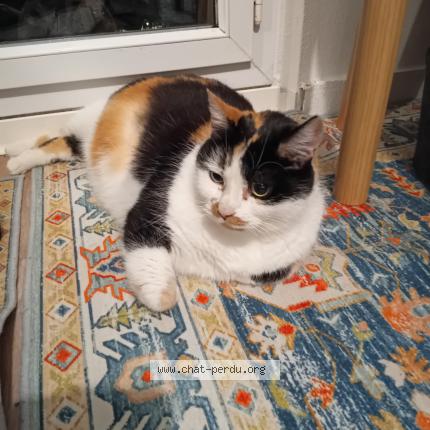 Foto 1/1 Gato encontrado Encontrado en Montpellier