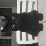 Foto del gato perdido en Cabo Rojo