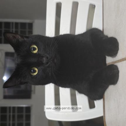 Foto 1/1 Kaz Chat perdido en Cabo rojo