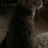 Foto del gato perdido en Montreal Ahuntsic Cartier Ville