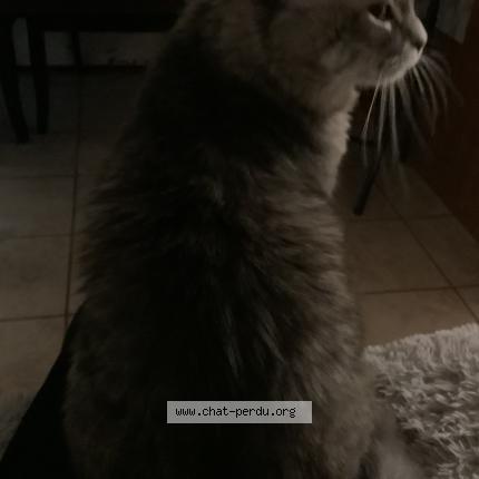 Foto 1/1 Minouche Chat perdido en Montreal ahuntsic cartier ville