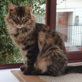 Foto del gato perdido en Talagante