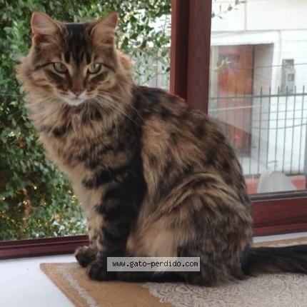 Foto 1/1 Leia Chat perdido en Talagante