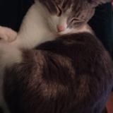 Foto del gato perdido en Baja California