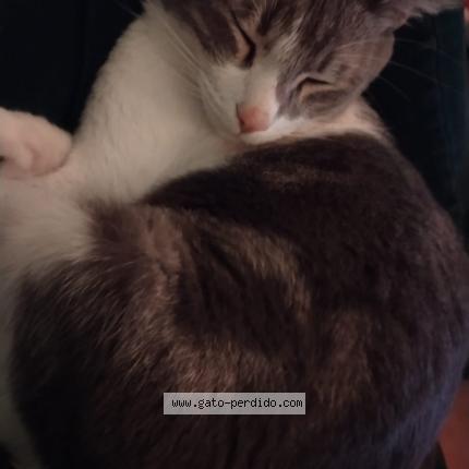 Foto 1/2 Boris Chat perdido en Baja california