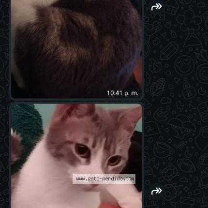 Foto 2/2 Boris Chat perdido en Baja california