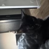 Foto del gato perdido en Tremblay En France