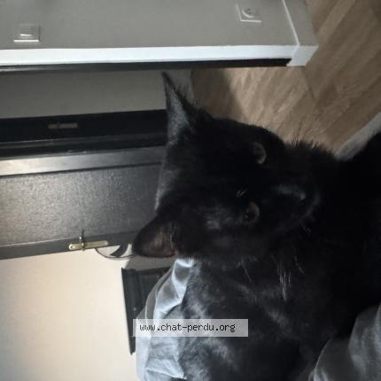 Foto 1/1 Ocho Chat perdido en Tremblay en france