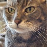 Foto del gato perdido en Valenton