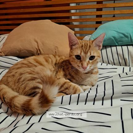 Foto 1/1 Tiber Chat perdido en Malves en minervois