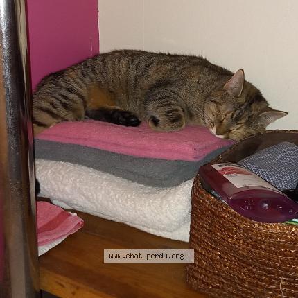 Foto 1/1 R&eacute;glisse Chat perdido en Malves en minervois