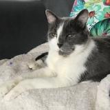 Foto del gato perdido en Varzy