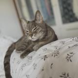 Foto del gato perdido en Bassussarry