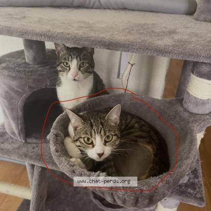 Foto 1/1 Neko Chat perdido en Negrepelisse
