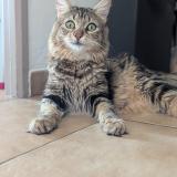 Foto del gato perdido en Mouans Sartoux