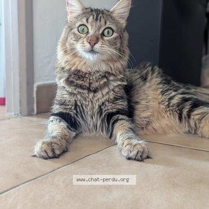 Foto 1/1 Va&iuml;na Chat perdido en Mouans sartoux