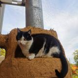 Foto del gato perdido en Quesques