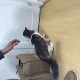 Foto de gato encontrado en Nogent Sur Marne