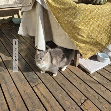 Foto 1/5 Gato encontrado Encontrado en Canet