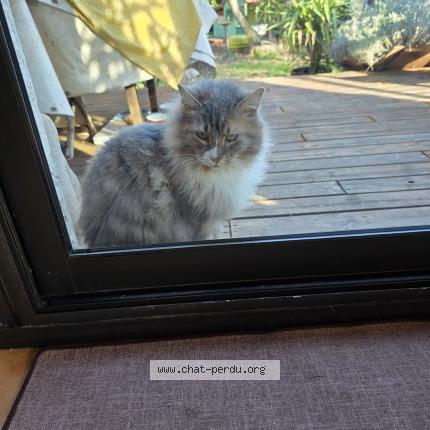 Foto 2/5 Gato encontrado Encontrado en Canet