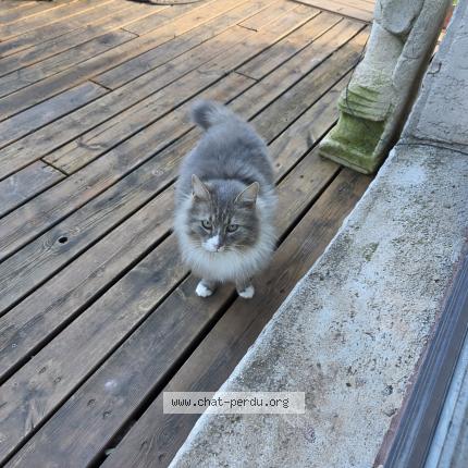 Foto 3/5 Gato encontrado Encontrado en Canet