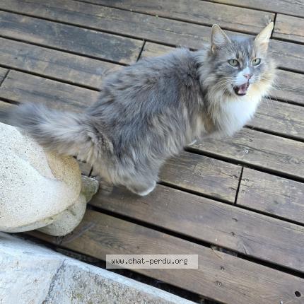 Foto 5/5 Gato encontrado Encontrado en Canet