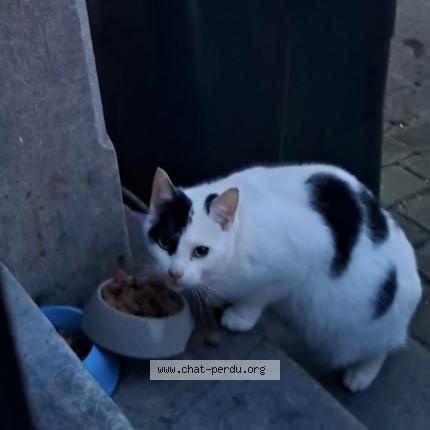 Foto 1/1 Gato encontrado Encontrado en Eugies