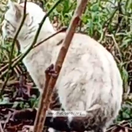 Foto 1/1 Silva Tavares Gilson Chat perdido en Belfort