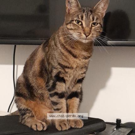 Foto 1/1 Briouate Chat perdido en Arnouville