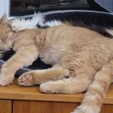 Foto del gato perdido en Pougy