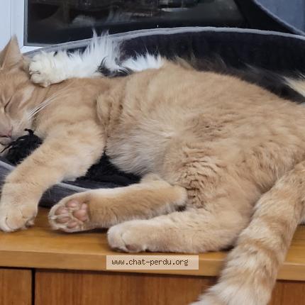 Foto 1/1 Lulu Chat perdido en Pougy