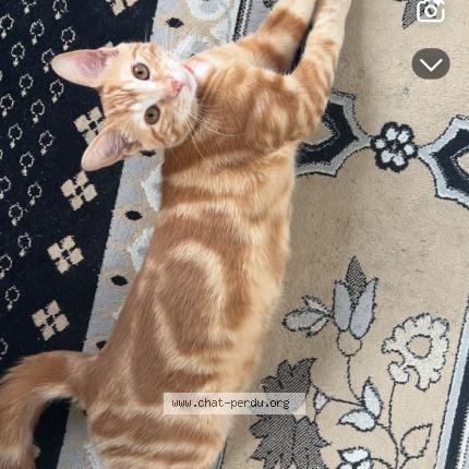 Foto 1/1 Scar Chat perdido en 6049100