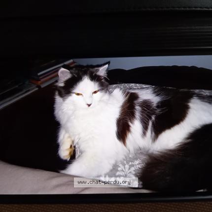 Foto 1/1 Chipie Chat perdido en Allaire