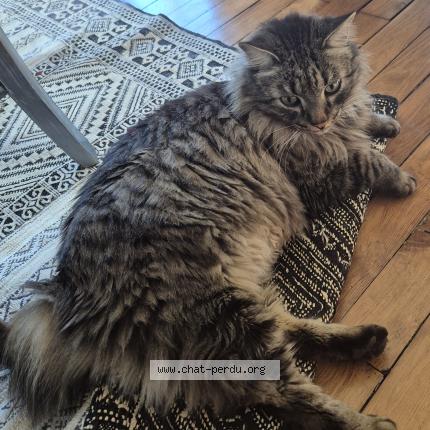 Foto 1/1 Tigrou Chat perdido en Brive la gaillarde