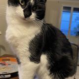 Foto del gato perdido en Roumagne