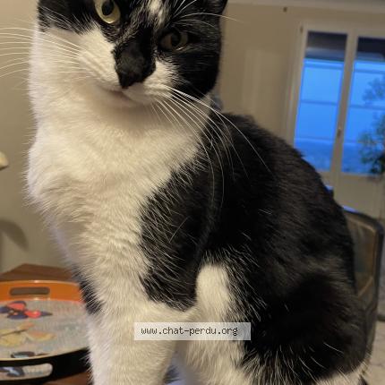 Foto 1/1 Oxy Chat perdido en Roumagne