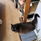 Foto de gato encontrado en Fleurance