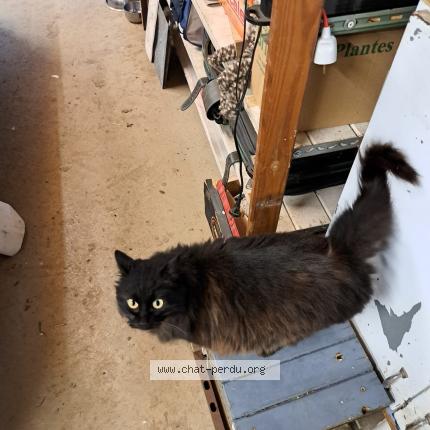 Foto 1/1 Gato encontrado Encontrado en Fleurance