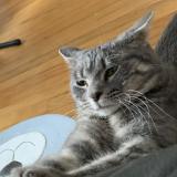 Foto de gato encontrado en Lasalle