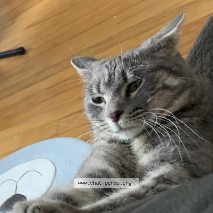 Foto 1/5 Gato encontrado Encontrado en Lasalle