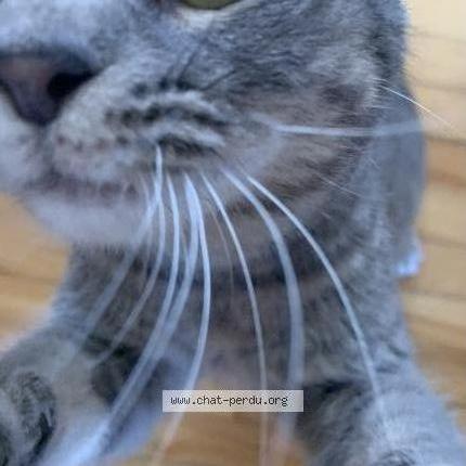 Foto 2/5 Gato encontrado Encontrado en Lasalle