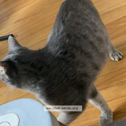 Foto 3/5 Gato encontrado Encontrado en Lasalle